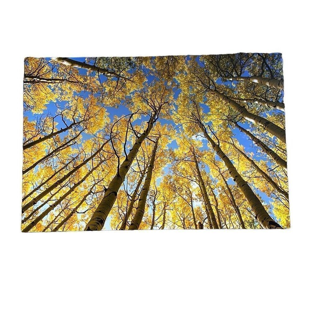 Marcellina Aspens, Photography Print 5x7 (1x3 printed)